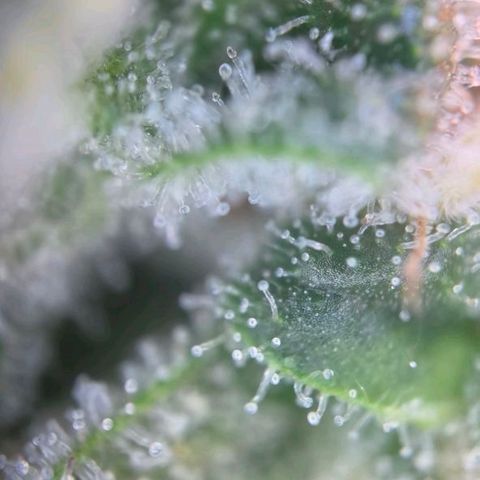 Blueberry Muffin  #3 growlog timeline photo