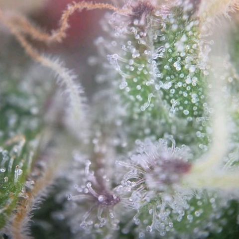 Blueberry Muffin  #3 growlog timeline photo