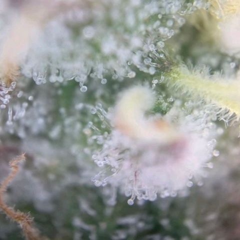 Blueberry Muffin  #3 growlog timeline photo