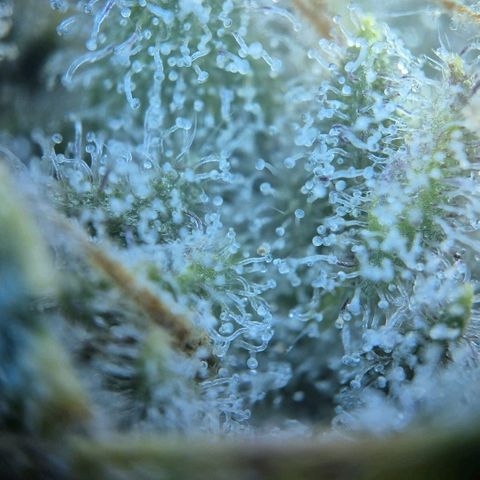 Blueberry Muffin  #3 growlog timeline photo