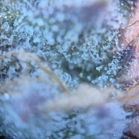 Blueberry Muffin  #3 growlog timeline photo
