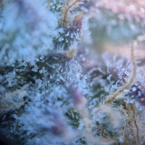 Blueberry Muffin  #3 growlog timeline photo