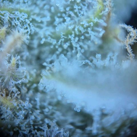 Blueberry Muffin  #3 growlog timeline photo
