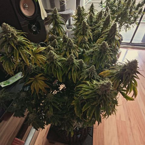 Blueberry Muffin  #3 growlog timeline photo
