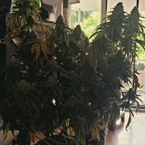 Blueberry Muffin  #3 growlog timeline photo