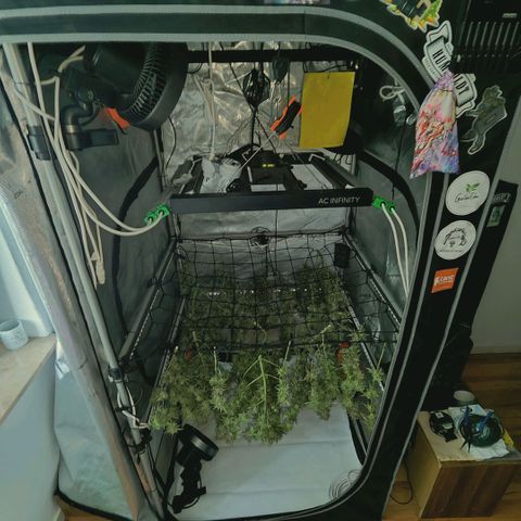 Blueberry Muffin  #3 growlog timeline photo