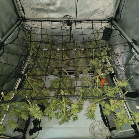 Blueberry Muffin  #3 growlog timeline photo