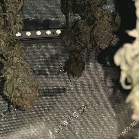 Blueberry Muffin  #3 growlog timeline photo