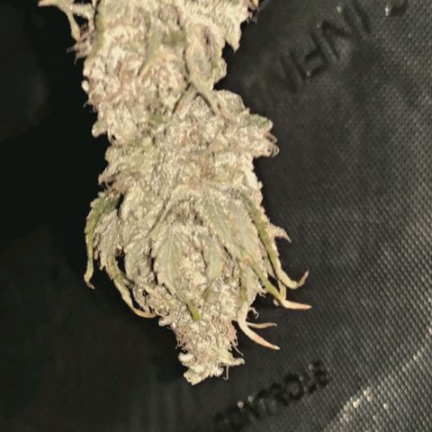 Blueberry Muffin  #3 growlog timeline photo