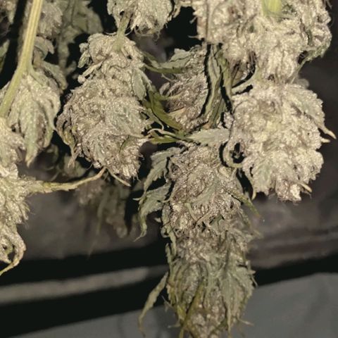 Blueberry Muffin  #3 growlog timeline photo