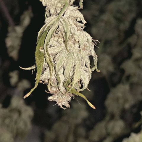 Blueberry Muffin  #3 growlog timeline photo