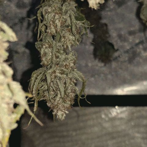Blueberry Muffin  #3 growlog timeline photo