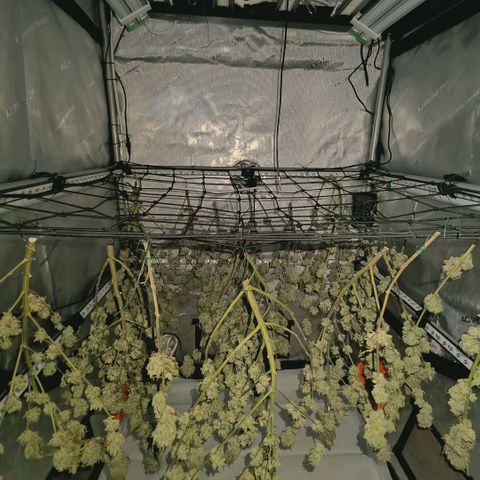 Blueberry Muffin  #3 growlog timeline photo