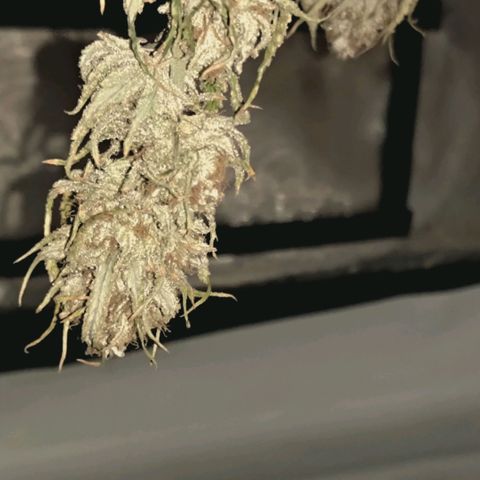 Blueberry Muffin  #3 growlog timeline photo
