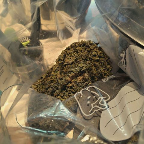 Blueberry Muffin  #3 growlog photo: 335g trocken 