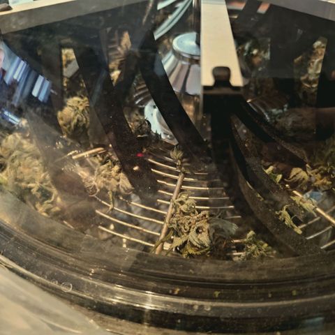 Blueberry Muffin  #3 growlog photo: 335g trocken 