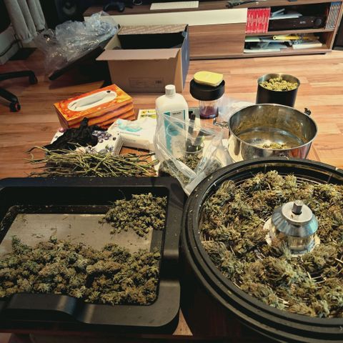 Blueberry Muffin  #3 growlog photo: 335g trocken 