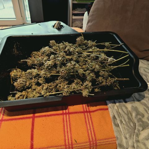 Blueberry Muffin  #3 growlog photo: 335g trocken 