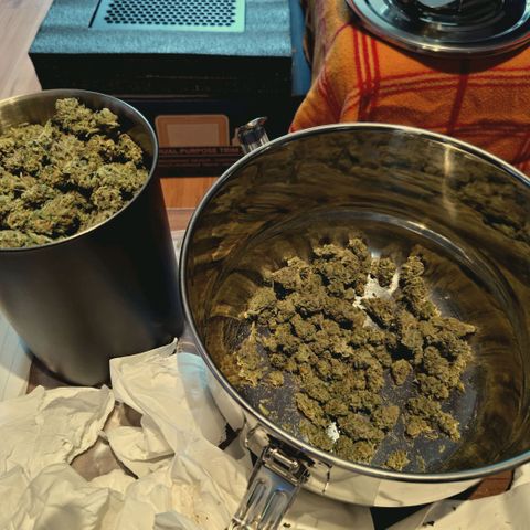 Blueberry Muffin  #3 growlog photo: 335g trocken 