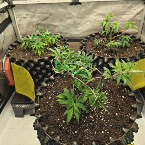Hella Jelly #1 growlog timeline photo
