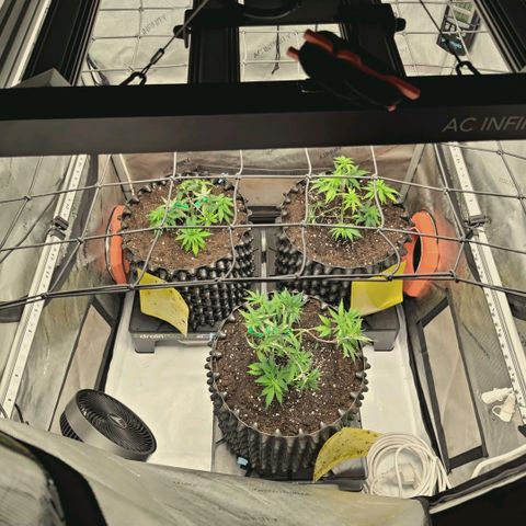 Hella Jelly #1 growlog timeline photo