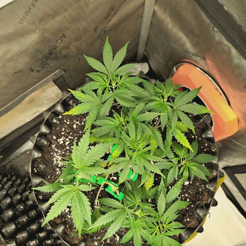 Hella Jelly #1 growlog timeline photo