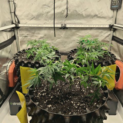 Hella Jelly #1 growlog timeline photo