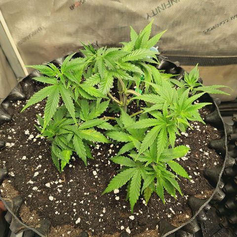 Hella Jelly #1 growlog timeline photo