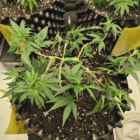 Hella Jelly #1 growlog timeline photo