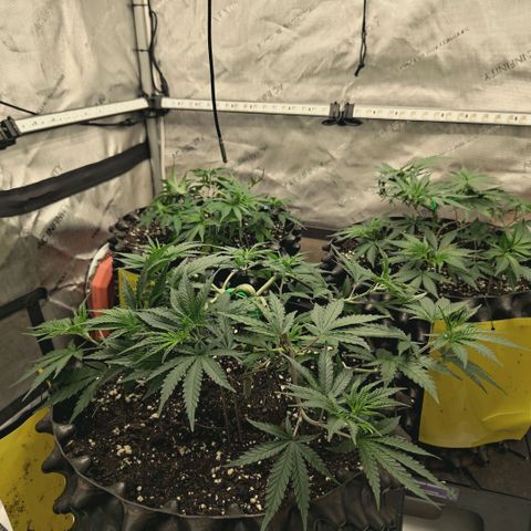Hella Jelly #1 growlog timeline photo