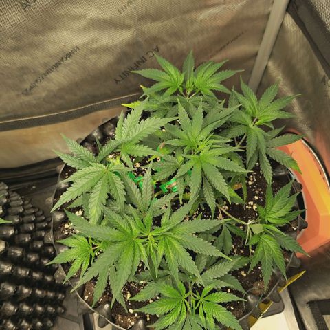 Hella Jelly #1 growlog timeline photo