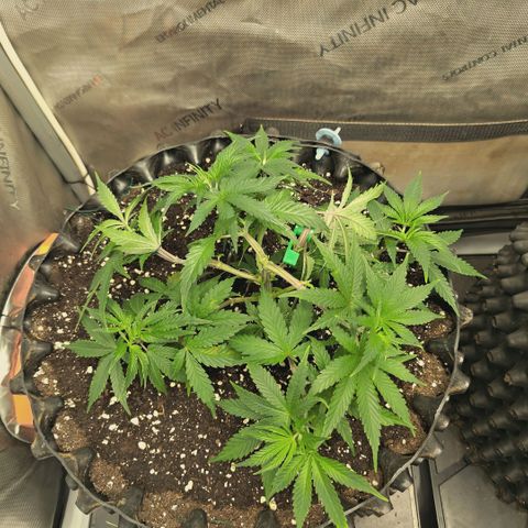 Hella Jelly #1 growlog timeline photo