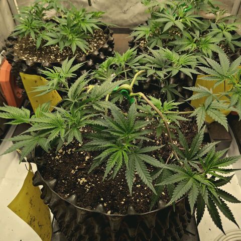 Hella Jelly #1 growlog timeline photo