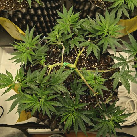 Hella Jelly #1 growlog timeline photo