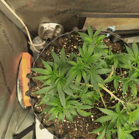 Hella Jelly #1 growlog timeline photo