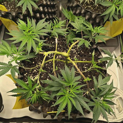 Hella Jelly #1 growlog timeline photo