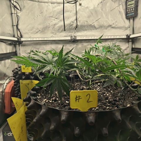 Hella Jelly #1 growlog timeline photo