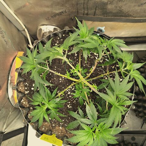 Hella Jelly #1 growlog timeline photo