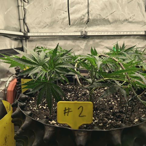 Hella Jelly #1 growlog timeline photo