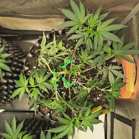 Hella Jelly #1 growlog timeline photo