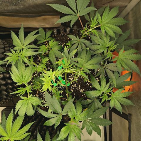 Hella Jelly #1 growlog timeline photo