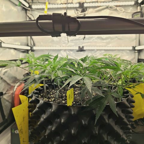 Hella Jelly #1 growlog timeline photo