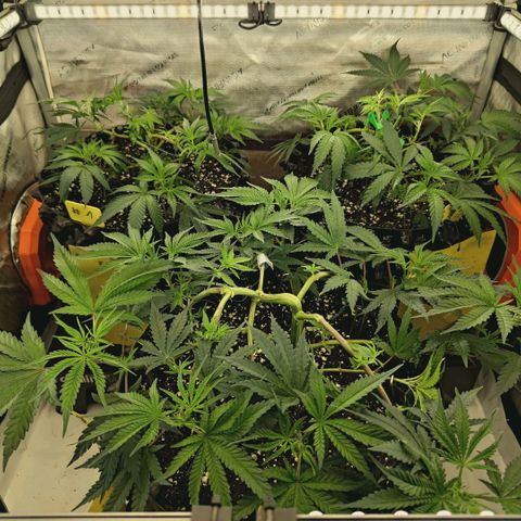 Hella Jelly #1 growlog timeline photo