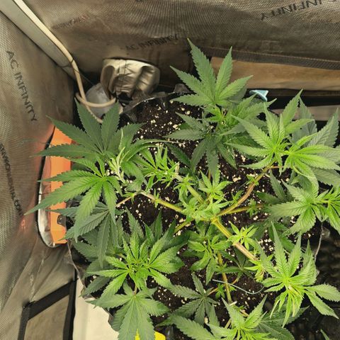 Hella Jelly #1 growlog timeline photo