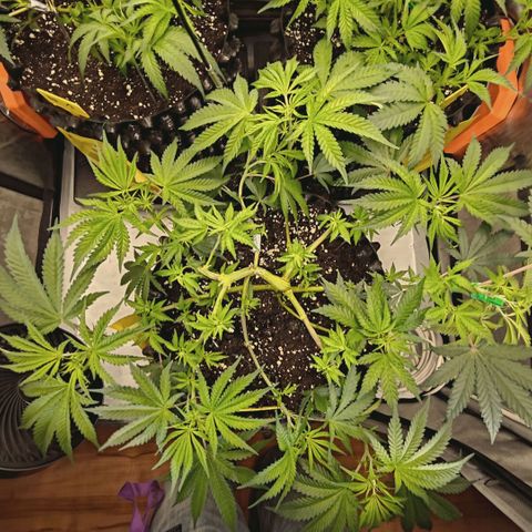 Hella Jelly #1 growlog timeline photo