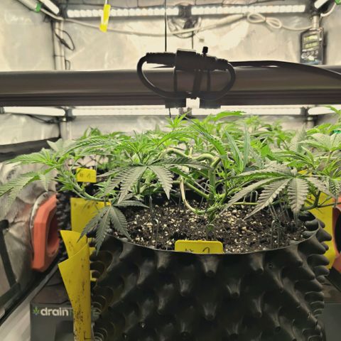 Hella Jelly #1 growlog timeline photo