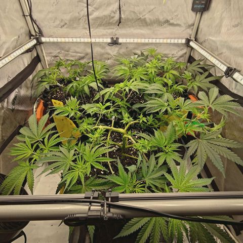 Hella Jelly #1 growlog timeline photo