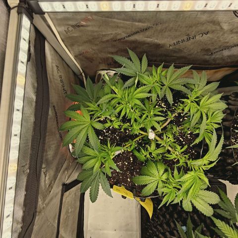 Hella Jelly #1 growlog timeline photo