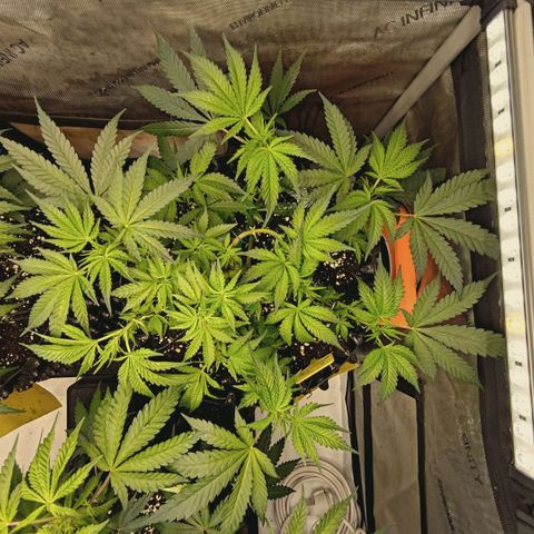 Hella Jelly #1 growlog timeline photo