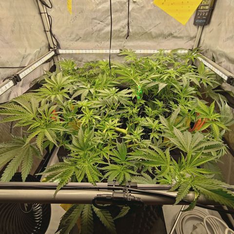 Hella Jelly #1 growlog timeline photo